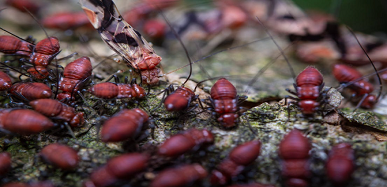 Netra Pest Control Pune