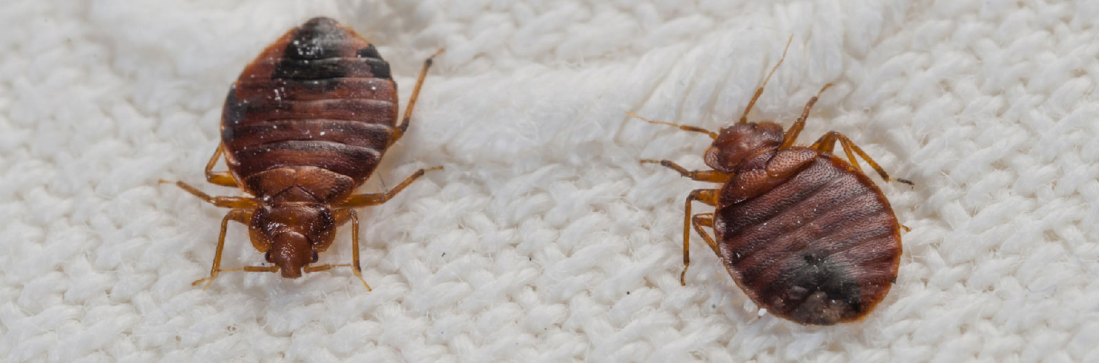 Pest Control Services Bangalore